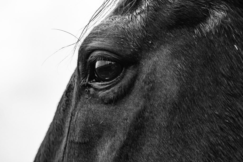 Im Auge des Pferdes